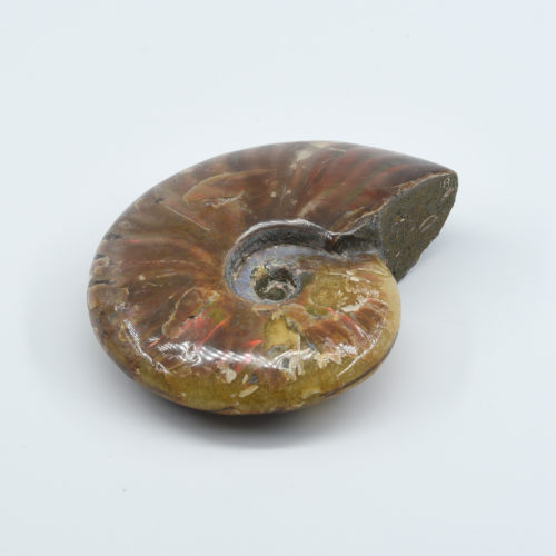 Ammonite Fossil